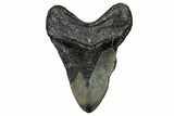 Bargain, Fossil Megalodon Tooth - North Carolina #358915-2